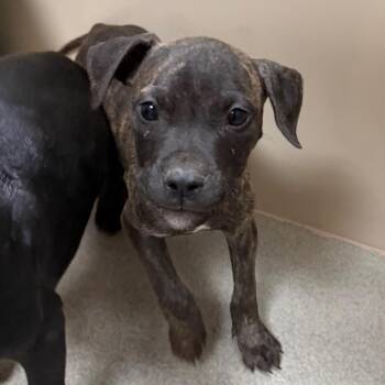 Pit Bull Terrier Dogs Available for Adoption in Sonoma, California - Wonka | PetCurious
