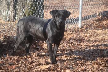 Terrier Dogs Available for Adoption in Brookhaven, Mississippi - Jordan 26 | PetCurious