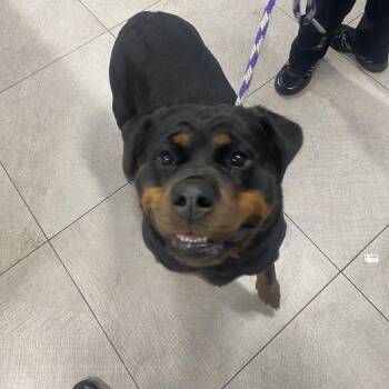 Rottweiler Dogs Available for Adoption in Newark, New Jersey - Macy | PetCurious