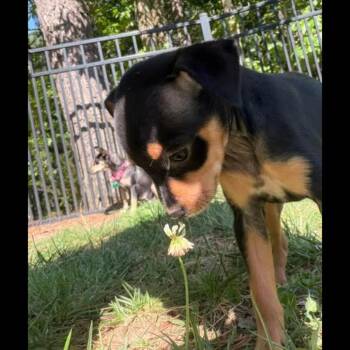 Mae -  Chihuahua Dog for Adoption in Midlothian, Virginia - Mae | PetCurious