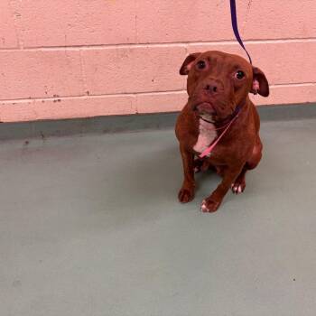 Mopsy -  Mixed Breed Dog for Adoption in Memphis, Tennessee - Mopsy | PetCurious
