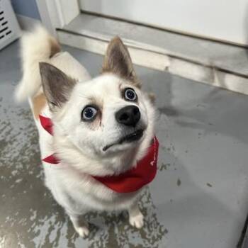Pomeranian and Siberian Husky Dogs Available for Adoption in Milford, Iowa - Harley | PetCurious