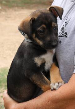 Chihuahua and Miniature Schnauzer Dogs Available for Adoption - Ariel | PetCurious