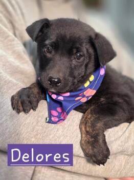 Dutch Shepherd Dogs Available for Adoption in Walthill, Nebraska - Delores  | PetCurious