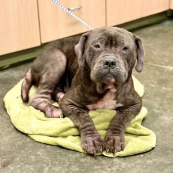 Bruce -  Staffordshire Bull Terrier and Mastiff Dog for Adoption in Evensville, Tennessee - Bruce | PetCurious