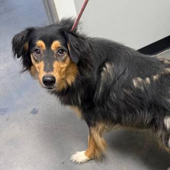 Honey -  Collie and Australian Shepherd Dog for Adoption in Normal, Illinois - Honey | PetCurious