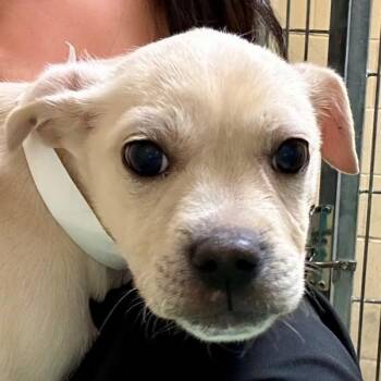 Terrier and Pug Dogs Available for Adoption - Fusilli | PetCurious
