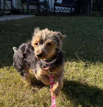 Rescue Yorkshire Terrier Dogs for Adoption in Holly Springs, North Carolina - Benji | PetCurious