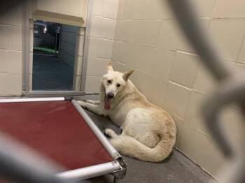 BRANDESKY -  German Shepherd Dog and Mixed Breed Dog for Adoption in Corpus Christi, Texas - BRANDESKY | PetCurious