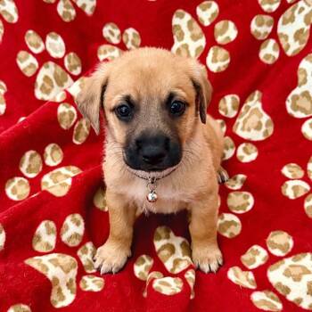 Lego Pup - Dino -  Chihuahua and Terrier Dog for Adoption in San Diego, California - Lego Pup - Dino | PetCurious