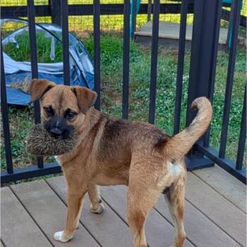 Buddy -  Corgi Dog for Adoption in Lexington, Kentucky - Buddy | PetCurious