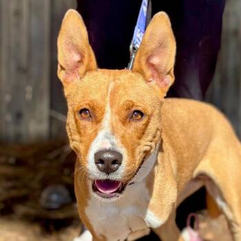 Mixed Breed Dogs Available for Adoption - FWT Cara | PetCurious