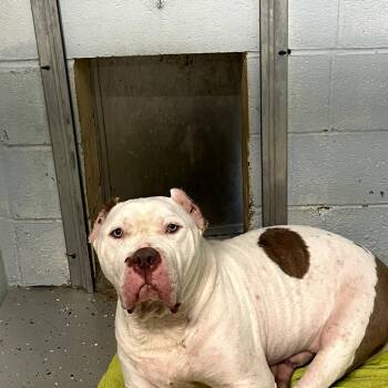 Tiny -  American Bulldog Dog for Adoption in Waldorf, Maryland - Tiny | PetCurious