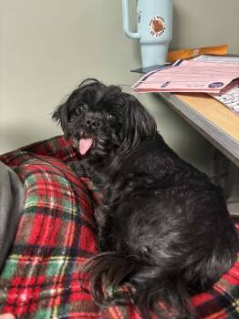 Rescue Shih Tzu Dogs for Adoption in Muskegon, Michigan - Bellatrix | PetCurious