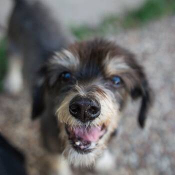 Rescue Schnauzer Dogs for Adoption in Houston, Texas - Lester | PetCurious