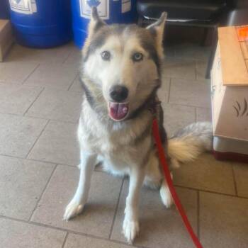 Luna Louise Stray Hold 6/29 -  Mixed Breed Dog for Adoption in Huntington, West Virginia - Luna Louise Stray Hold 6/29 | PetCurious
