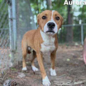 Aurora -  Hound Dog for Adoption in Little Rock, Arkansas - Aurora | PetCurious