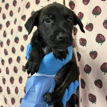 Bambi -  Retriever and Mixed Breed Dog for Adoption in San Antonio, Texas - Bambi | PetCurious