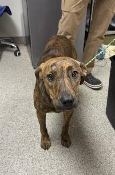 Dolly -  Terrier and Mixed Breed Dog for Adoption in Conway, Arkansas - Dolly | PetCurious