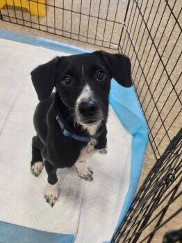 Rescue Labrador Retriever Dogs for Adoption in Naranjito, Naranjito - Lobito | PetCurious