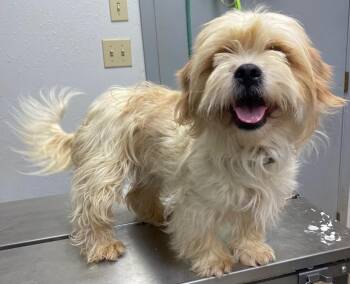 Shih Tzu and Mixed Breed Dogs Available for Adoption - Lucy | PetCurious