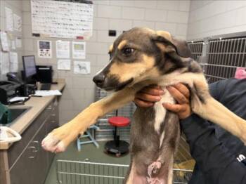LARS -  Mixed Breed Dog for Adoption in Santa Fe, New Mexico - LARS | PetCurious