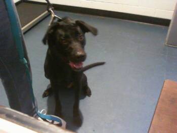 WILLOW -  Labrador Retriever and Mixed Breed Dog for Adoption in Charlotte, North Carolina - WILLOW | PetCurious