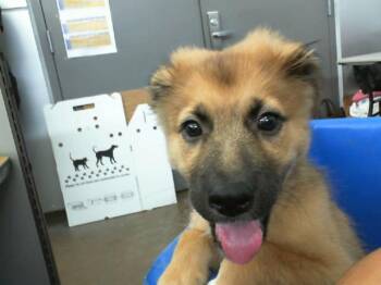 Rescue Mixed Breed Dogs for Adoption in Dallas, Texas - MARK ANTONIO BRAVO | PetCurious
