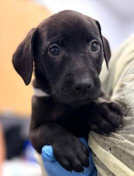 Bessie (Bx11) -  Labrador Retriever and Golden Retriever Dog for Adoption in Hartsville, South Carolina - Bessie (Bx11) | PetCurious