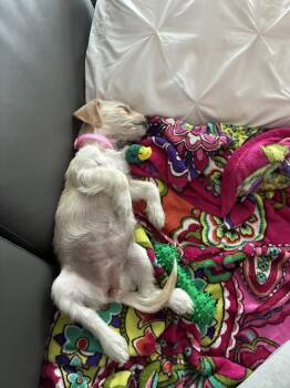 Birdie - "B" Litter -  Terrier Dog for Adoption in Holly Springs, North Carolina - Birdie - "B" Litter | PetCurious