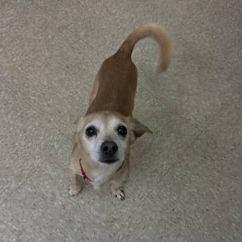 Chihuahua Dogs Available for Adoption in Fall River, Massachusetts - Chip | PetCurious