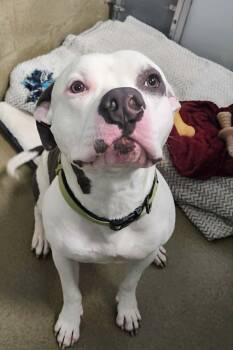 BUBBA -  Pit Bull Terrier Dog for Adoption in Manassas, Virginia - BUBBA | PetCurious