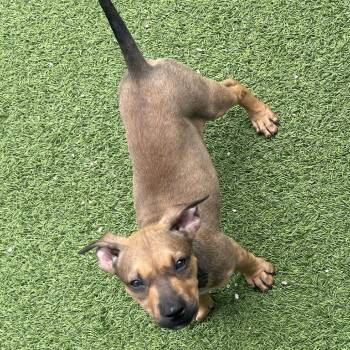 Robin 7885 -  Mixed Breed Dog for Adoption in Loxahatchee Groves, Florida - Robin 7885 | PetCurious