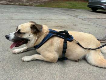 Shepherd Dogs Available for Adoption in Augusta, Georgia - CryBaby | PetCurious