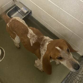 Rescue Hound Dogs for Adoption in Harrisonburg, Virginia - 69501 | PetCurious