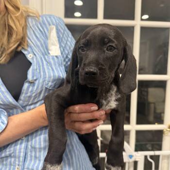 Naomi -  German Wirehaired Pointer and Black Labrador Retriever Dog for Adoption in Mahwah, New Jersey - Naomi | PetCurious