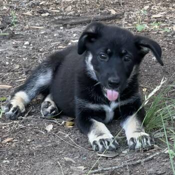 Kim -  German Shepherd Dog and Husky Dog for Adoption in Boerne, Texas - Kim | PetCurious