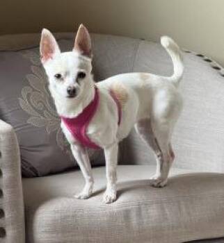 Chihuahua Dogs Available for Adoption in Thompson Falls, Montana - Sansa | PetCurious