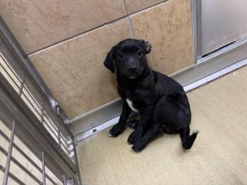 Crunchy -  Mixed Breed Dog for Adoption in Hobbs, New Mexico - Crunchy | PetCurious