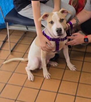 Mayonnaise -  Pit Bull Terrier Dog for Adoption in Crete, Illinois - Mayonnaise | PetCurious