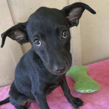 Reese -  Mixed Breed Dog for Adoption - Reese | PetCurious