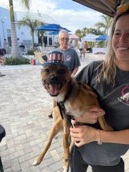 Toddy -  Chihuahua Dog for Adoption in West Palm Beach, Florida - Toddy | PetCurious