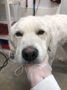 Great Pyrenees Dogs Available for Adoption in Williams Lake, British Columbia - Delia | PetCurious