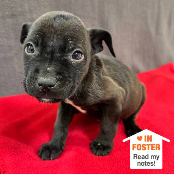 Rescue Pit Bull Terrier Dogs for Adoption in Kanab, Utah - Doodad | PetCurious