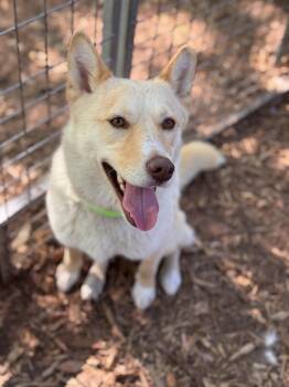 Shepherd Dogs Available for Adoption in Pawleys Island, South Carolina - Foxy | PetCurious