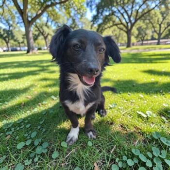 Jack -  Dachshund and Spaniel Dog for Adoption in San Diego, California - Jack | PetCurious