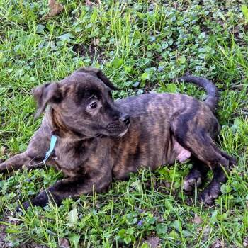 Pit Bull Terrier Dogs Available for Adoption in Monroe, Michigan - Grasshopper | PetCurious