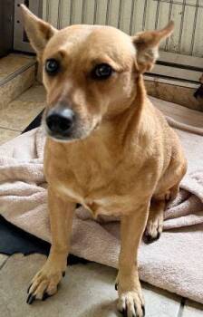 Rescue Chihuahua and Terrier Dogs for Adoption in Newburg, Missouri - Houston | PetCurious