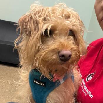 Roger -  Terrier Dog for Adoption in Skokie, Illinois - Roger | PetCurious