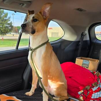 Rescue Cattle Dog and German Shepherd Dog Dogs for Adoption in Enid, Oklahoma - Dara | PetCurious